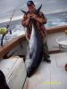 Gelbflossen Thunfisch 1,85 m - 85 kg - gefangen auf den KapVerden